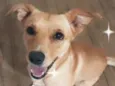 Chico
