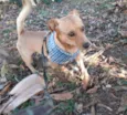 Chico