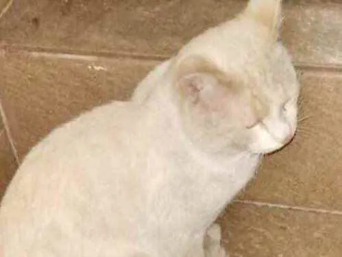 Gato raça Srd idade 1 ano nome Polar lindo demais 