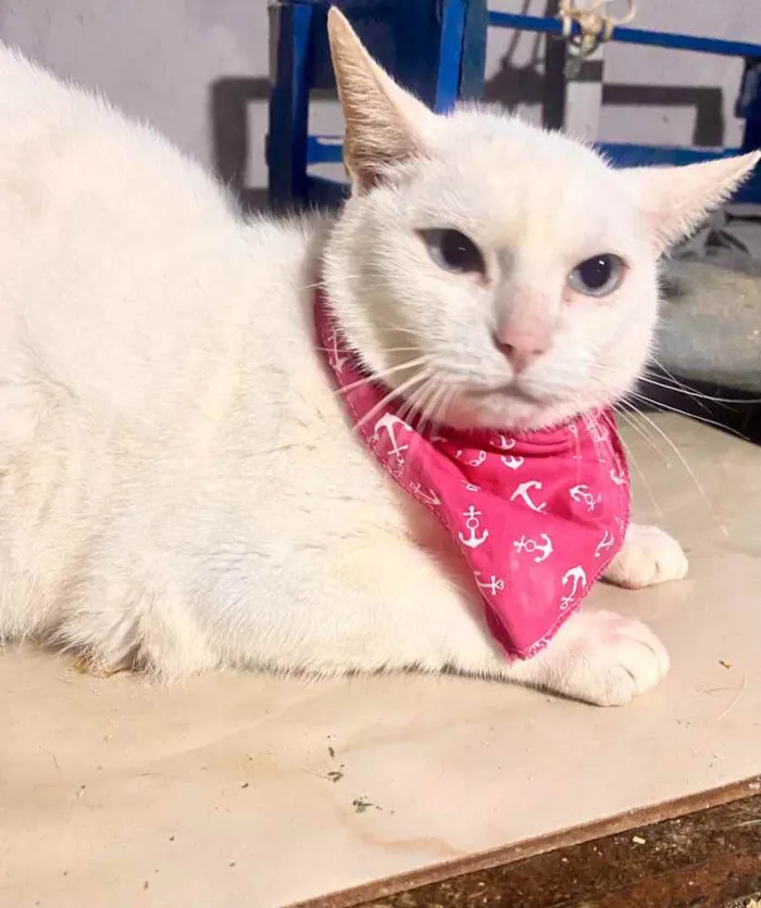 Gato ra a  idade 2 anos nome Baunilha 