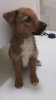 Cachorro raça SRD  idade 2 a 6 meses nome Luke 