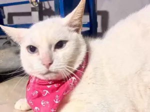 Gato raça  idade 2 anos nome Baunilha 