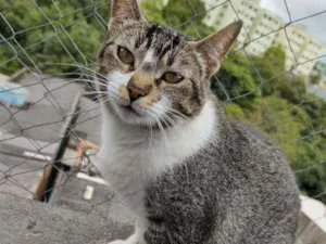 Gato raça SRD idade 3 anos nome Angelina 