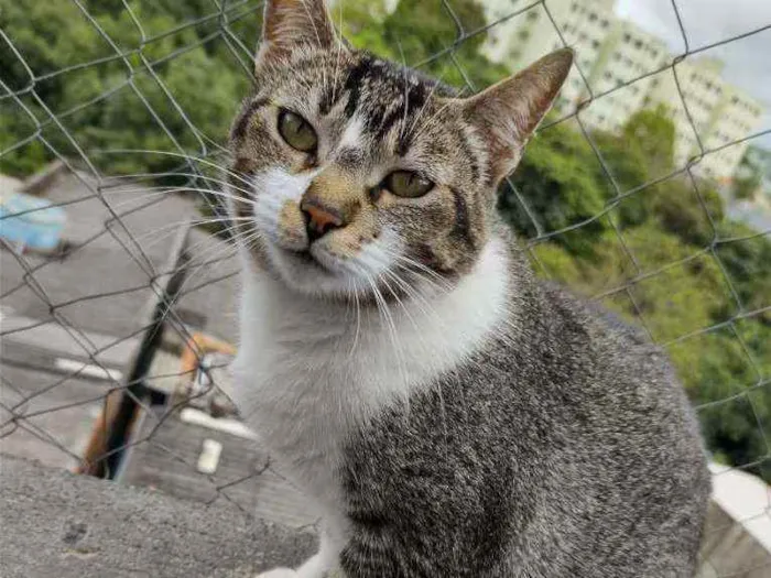 Gato raça SRD idade 3 anos nome Angelina 