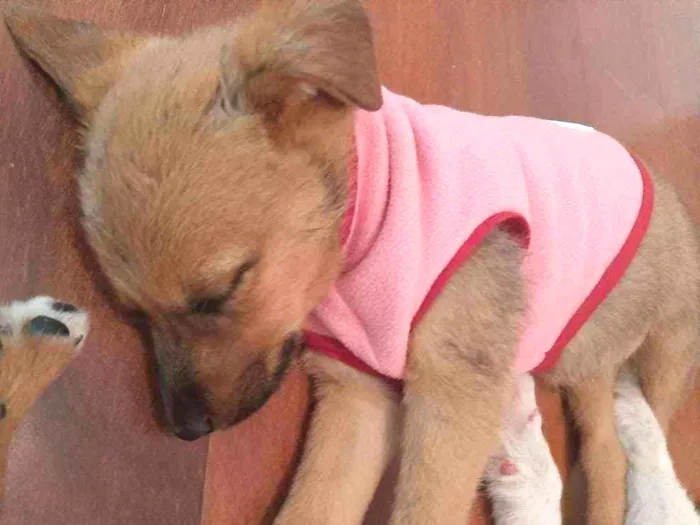 Cachorro raça SRD  idade 2 a 6 meses nome Moly 