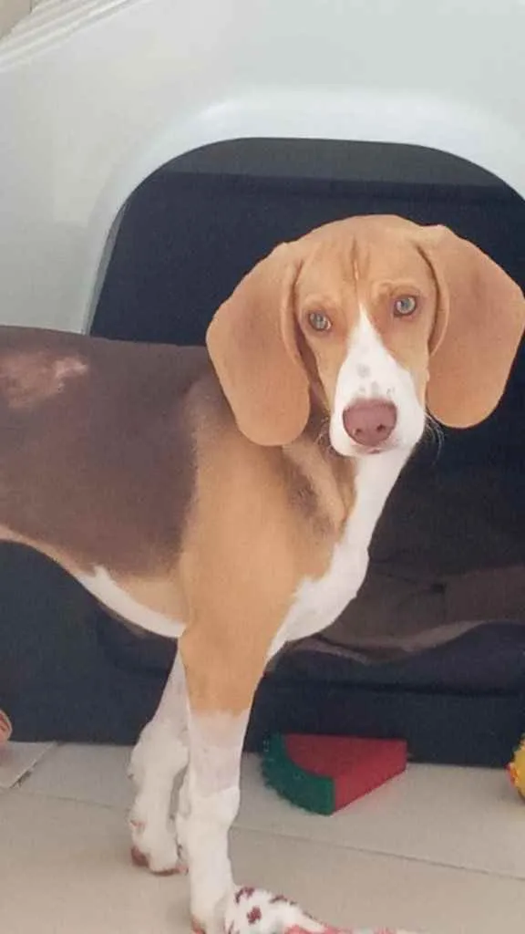 Cachorro ra a Beagle idade 2 a 6 meses nome Zeus