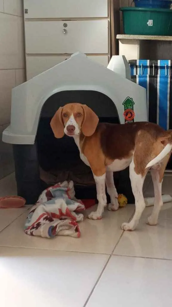 Cachorro ra a Beagle idade 2 a 6 meses nome Zeus