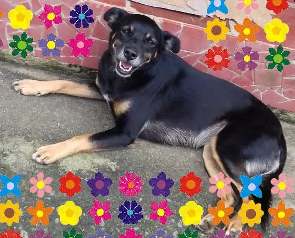 Cachorro ra a SRD-ViraLata idade 2 anos nome Tróia