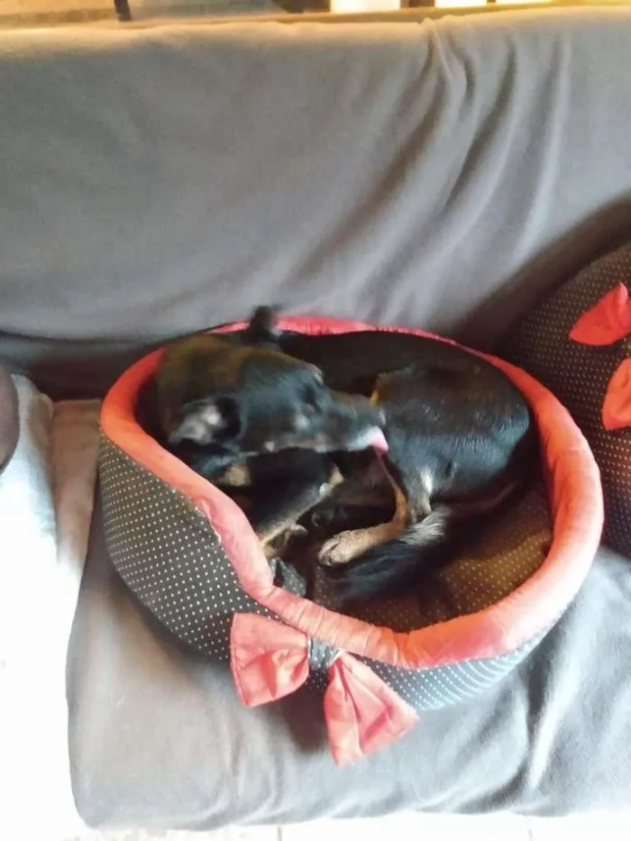 Cachorro ra a SRD-ViraLata idade 2 anos nome Tróia