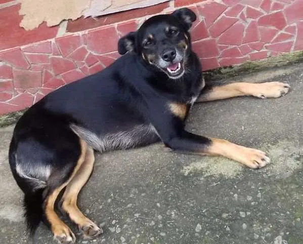 Cachorro ra a SRD-ViraLata idade 2 anos nome Tróia