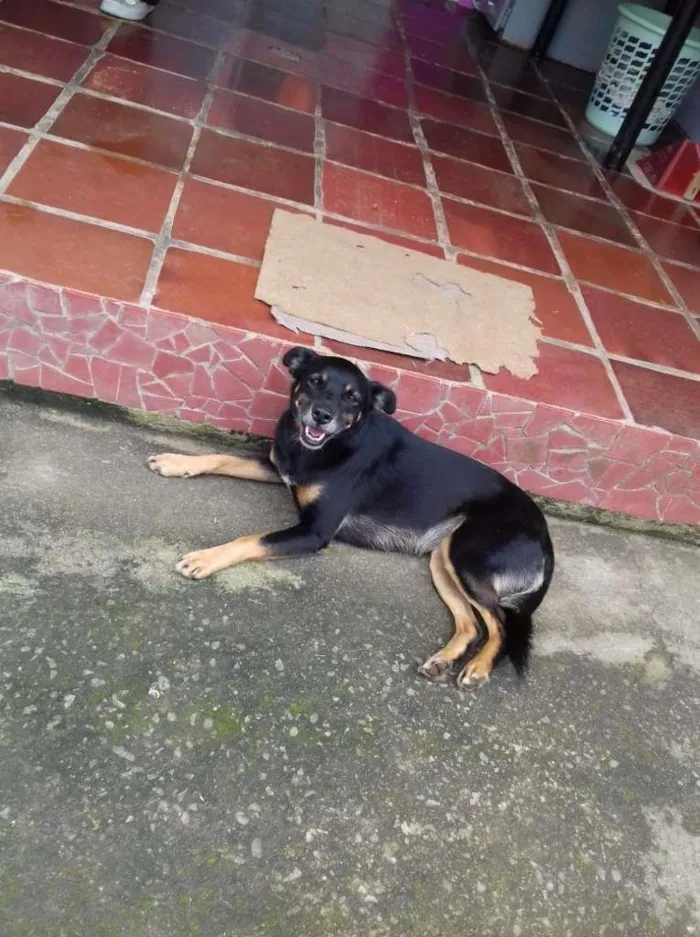 Cachorro ra a SRD-ViraLata idade 2 anos nome Tróia