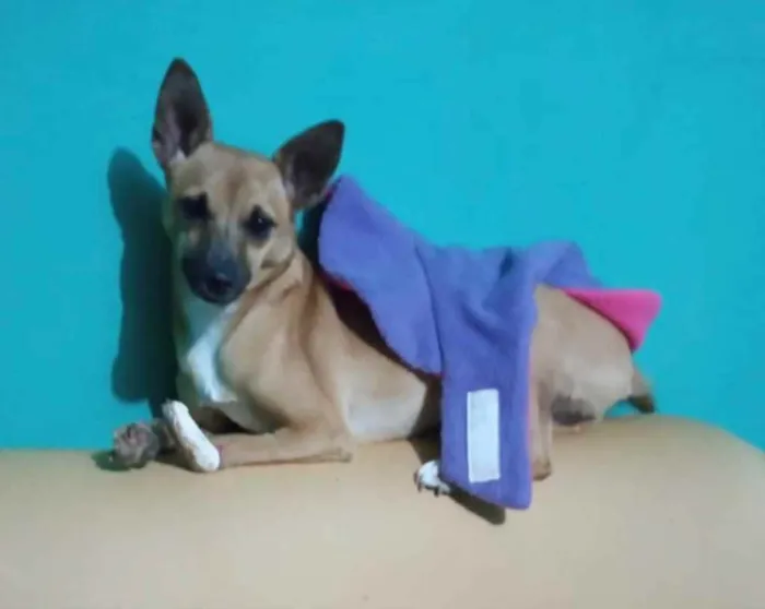 Cachorro ra a Vira lata idade 2 anos nome Sol