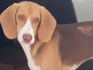Cachorro raça Beagle idade 2 a 6 meses nome Zeus