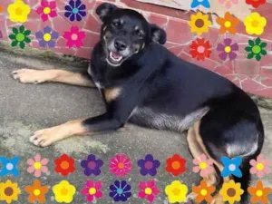 Cachorro raça SRD-ViraLata idade 2 anos nome Tróia
