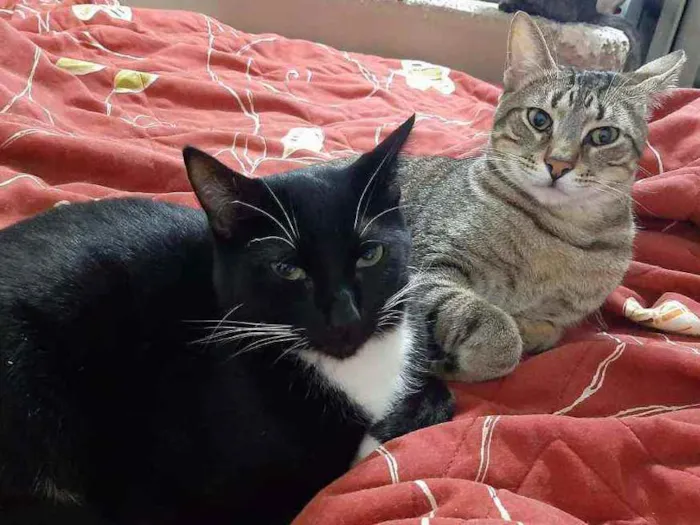 Gato ra a srd idade 1 ano nome Tigrão e Smoking