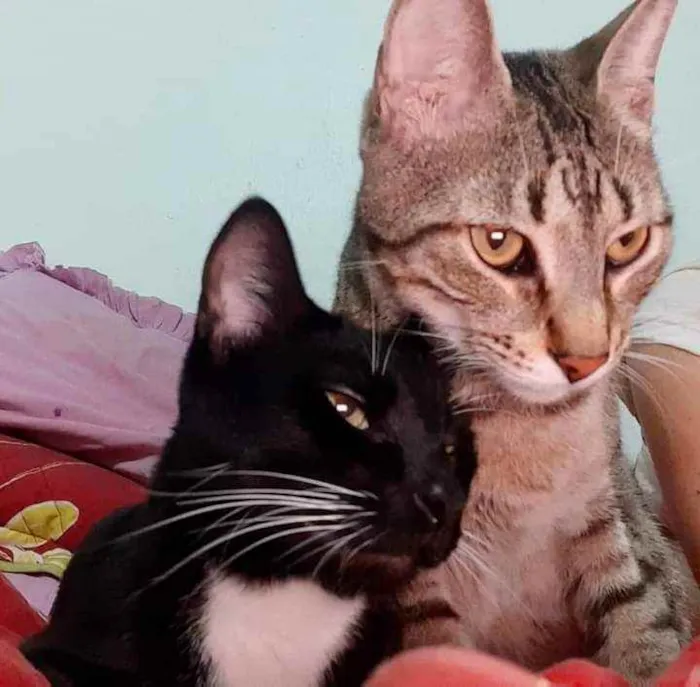 Gato ra a srd idade 1 ano nome Tigrão e Smoking