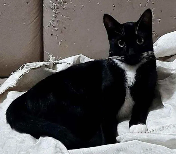 Gato ra a srd idade 1 ano nome Tigrão e Smoking