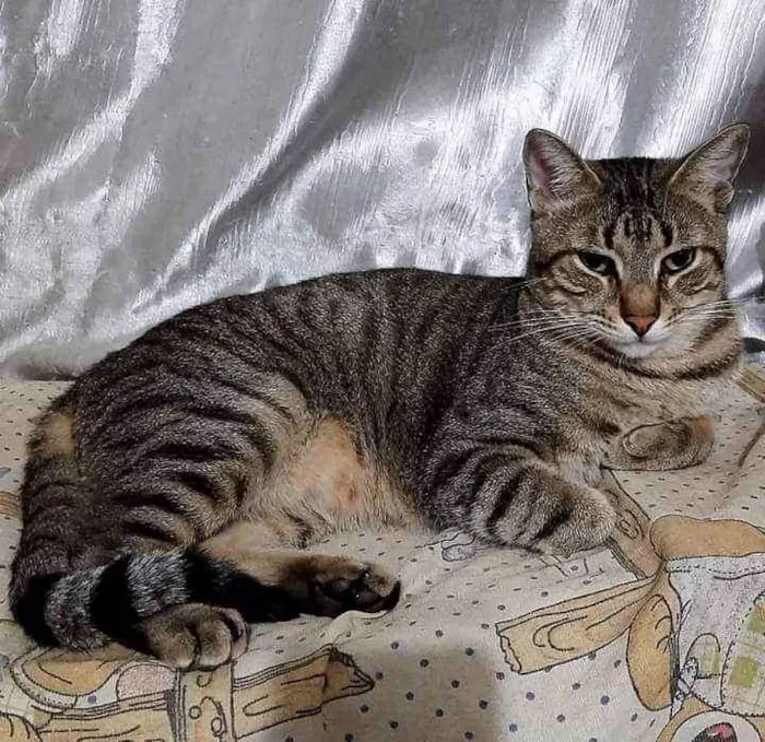 Gato ra a srd idade 1 ano nome Tigrão e Smoking