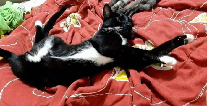 Gato ra a srd idade 1 ano nome Tigrão e Smoking