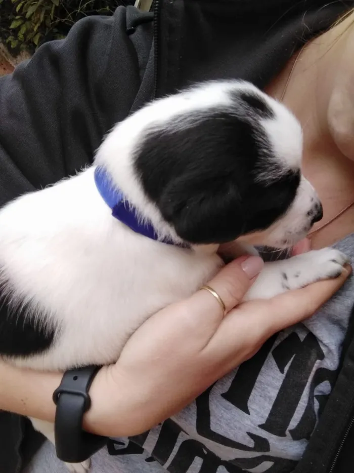 Cachorro ra a Desconhecido idade Abaixo de 2 meses nome Sem nome