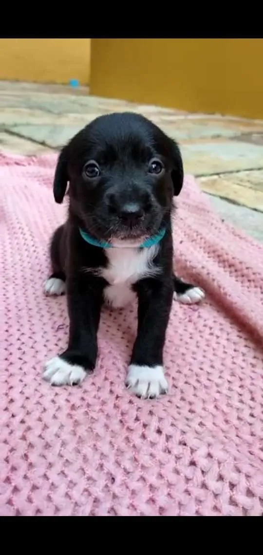 Cachorro ra a Desconhecido idade Abaixo de 2 meses nome Sem nome