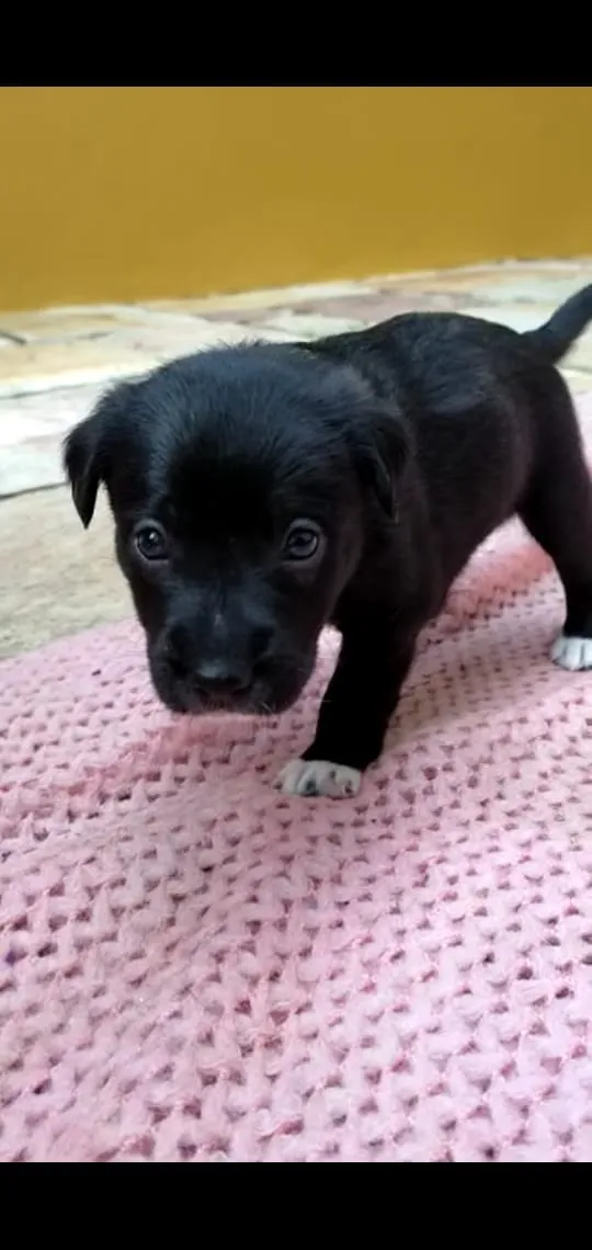 Cachorro ra a Desconhecido idade Abaixo de 2 meses nome Sem nome