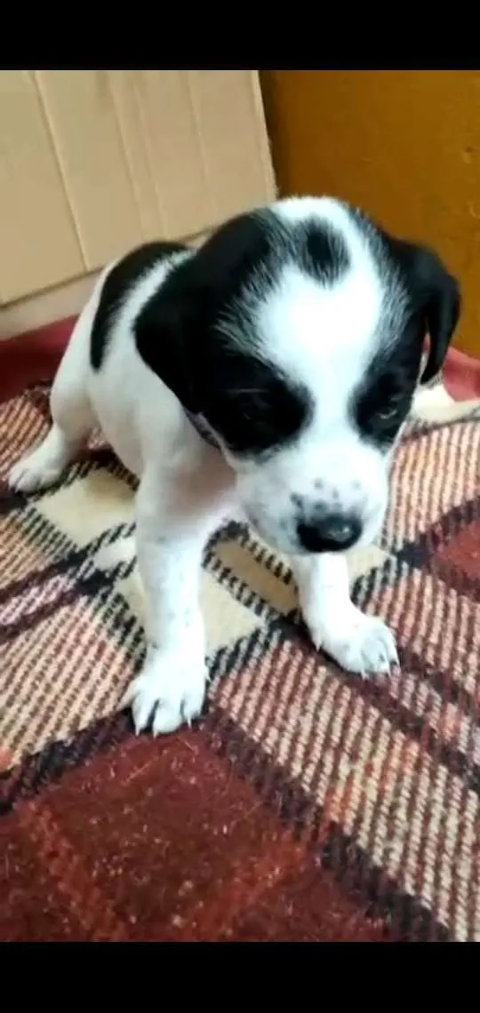 Cachorro ra a Desconhecido idade Abaixo de 2 meses nome Sem nome