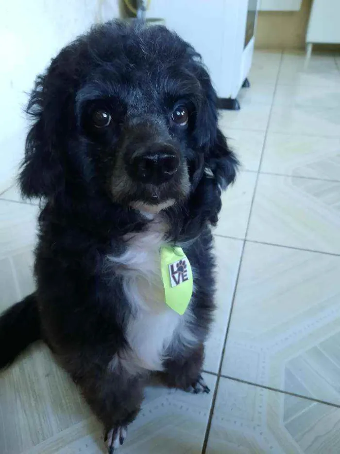 Cachorro raça Poodle idade 6 ou mais anos nome Duck