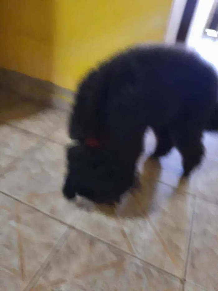 Cachorro raça Poodle idade 6 ou mais anos nome Duck