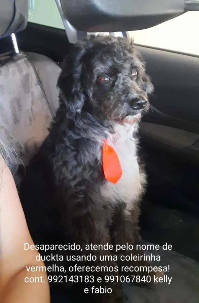 Cachorro raça Poodle idade 6 ou mais anos nome Duck