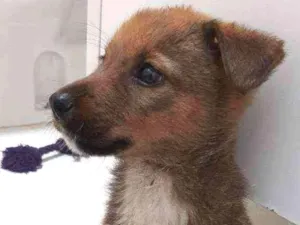 Cachorro raça SRD  idade 2 a 6 meses nome Luke 