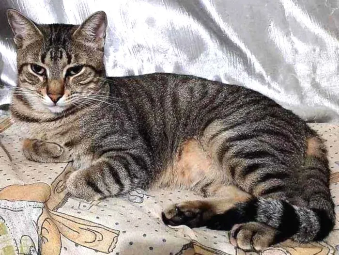 Gato ra a srd idade 1 ano nome Tigrão e Smoking