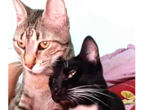 Gato raça srd idade 1 ano nome Tigrão e Smoking