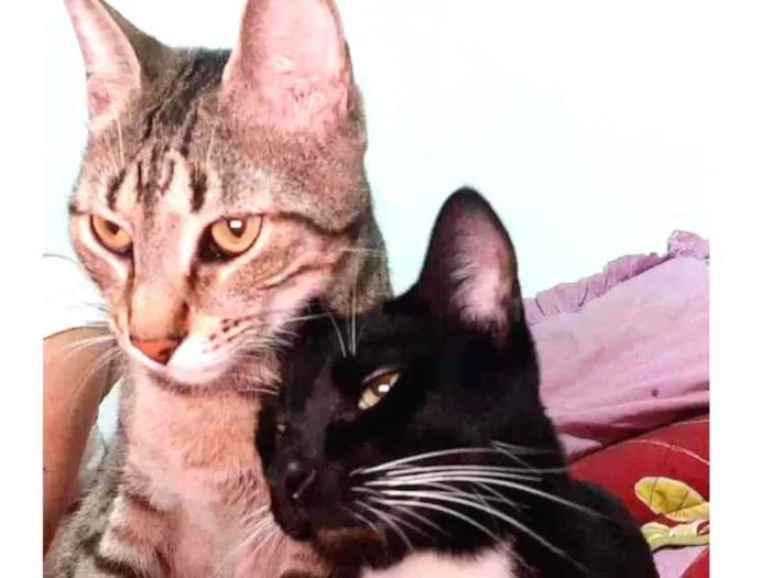 Gato ra a srd idade 1 ano nome Tigrão e Smoking