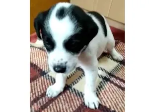 Cachorro raça Desconhecido idade Abaixo de 2 meses nome Sem nome