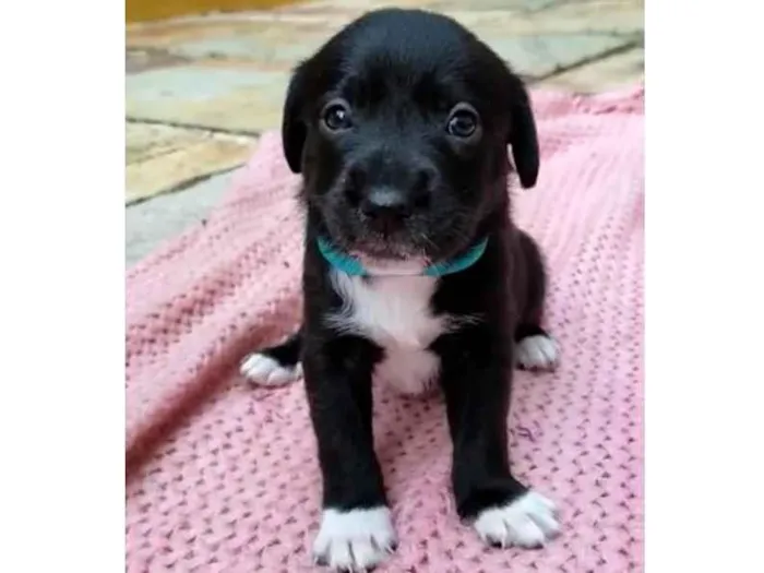 Cachorro ra a Desconhecido idade Abaixo de 2 meses nome Sem nome
