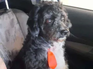 Cachorro raça Poodle idade 6 ou mais anos nome Duck
