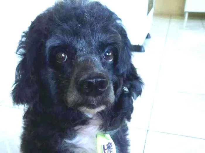Cachorro raça Poodle idade 6 ou mais anos nome Duck