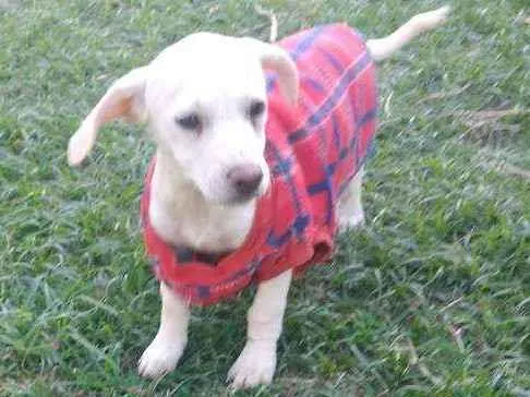 Cachorro raça SRD idade 2 a 6 meses nome Junior