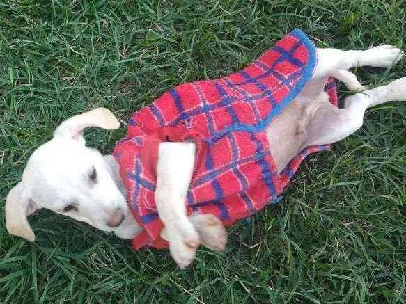 Cachorro raça SRD idade 2 a 6 meses nome Junior