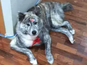 Cachorro raça Aquita idade 3 anos nome Kira
