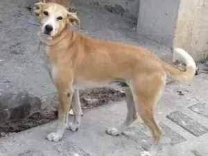 Cachorro raça  idade 5 anos nome Não sei 