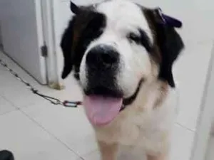 Cachorro raça SÃO BERNARDO idade 6 ou mais anos nome SAPHIRA