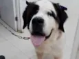 Cachorro raça SÃO BERNARDO idade 6 ou mais anos nome SAPHIRA