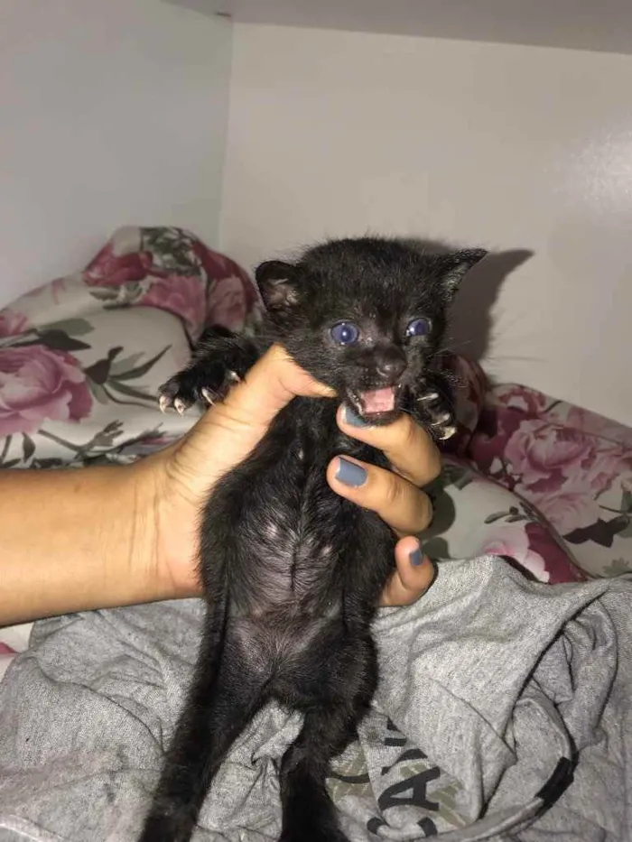 Gato raça Srd idade Abaixo de 2 meses nome Eva