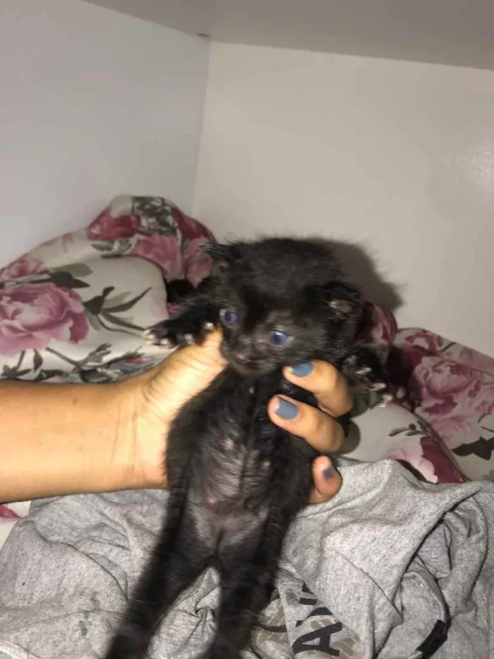 Gato raça Srd idade Abaixo de 2 meses nome Eva