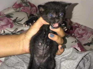 Gato raça Srd idade Abaixo de 2 meses nome Eva