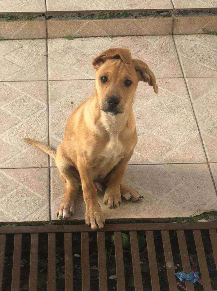 Cachorro ra a SRD idade 7 a 11 meses nome THEO