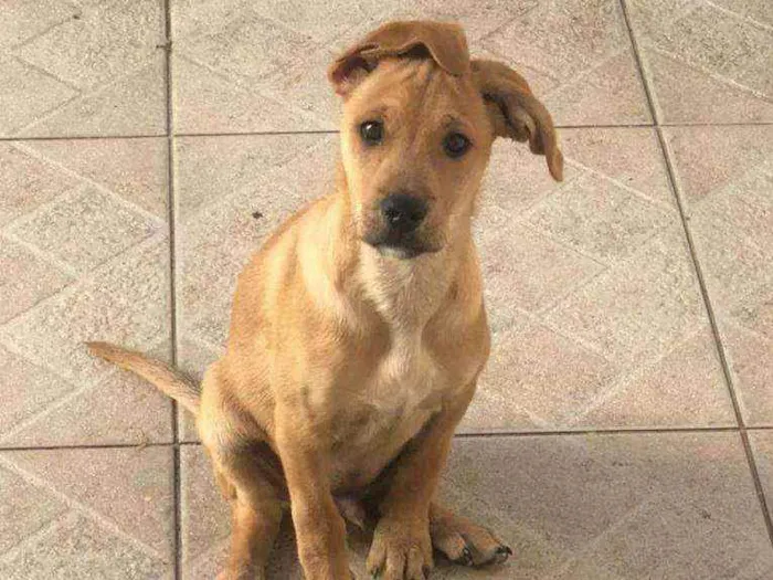 Cachorro ra a SRD idade 7 a 11 meses nome THEO