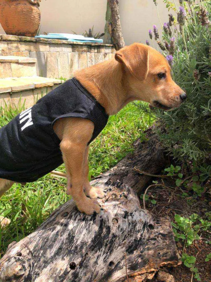 Cachorro ra a SRD idade 7 a 11 meses nome THEO